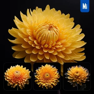 Midjourney Prompt Yellow Chrysanthemum Flower Petal Photography