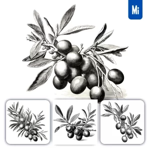 Midjourney Prompt Olive Leave Leaf Illustration Painting Black and White