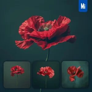 Midjourney Prompt Flower Bloom Single Poppy Red Dark Green Photography