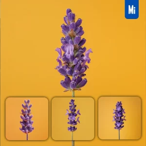 Midjourney Prompt Flower Lavender Purple Yellow Photography