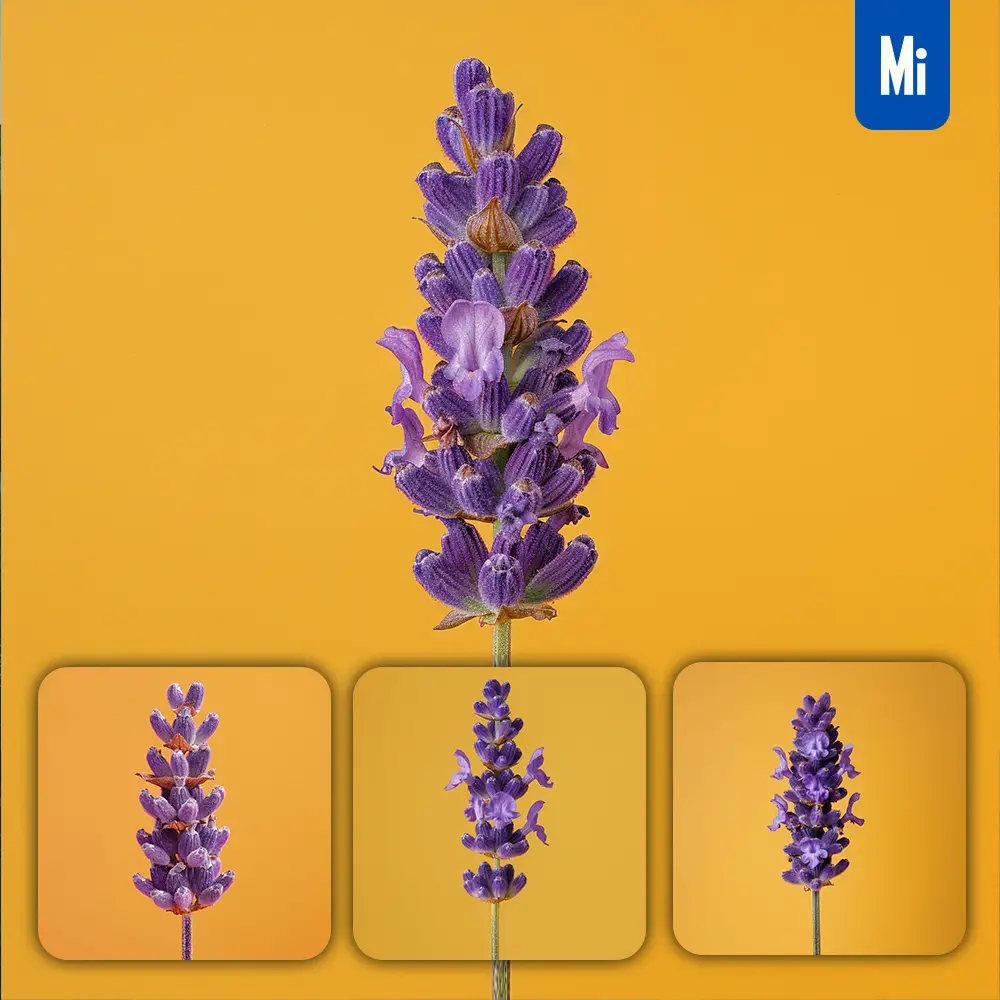 Midjourney Prompt Flower Lavender Purple Yellow Photography