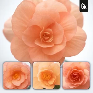 Grok Prompt Begonia Flower Petals Close Up Photography