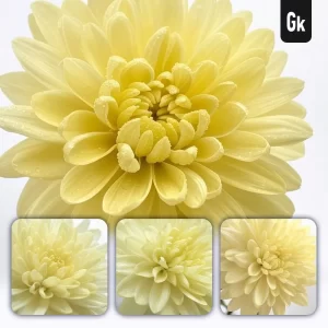 Grok Prompt Chrysanthemum Flower Petals Close Up Photography