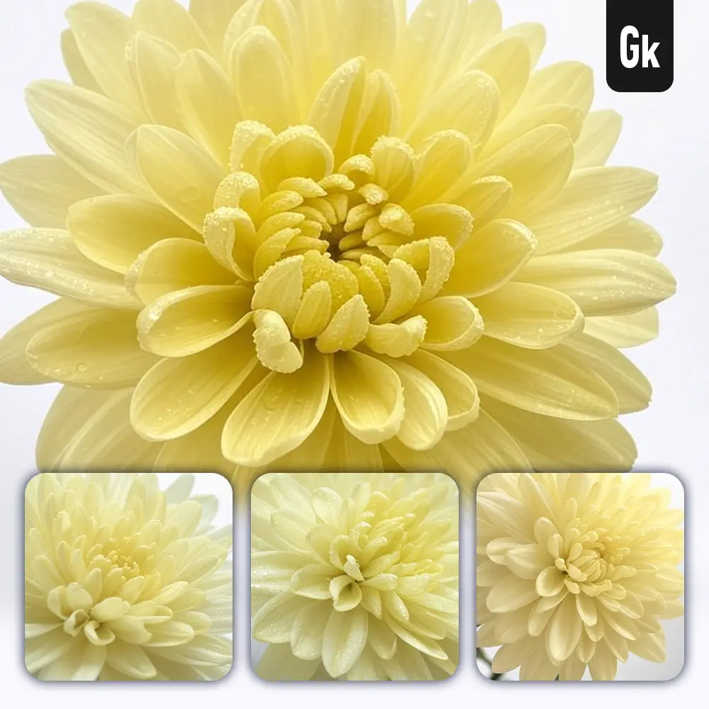 Grok Prompt Chrysanthemum Flower Petals Close Up Photography