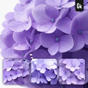 Grok Prompt Hydrangea Flower Petals Purple Close Up Photography Drop