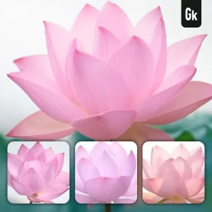 Grok Prompt Lotus Flower Petals Pink Close Up Photography Drop