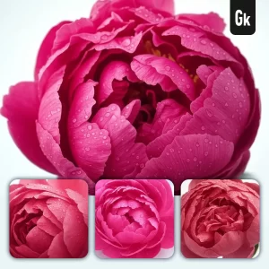 Grok Prompt Peony Flower Petals Close Up Photography