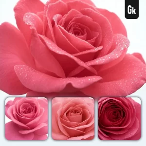 Grok Prompt Rose Flower Petals Close Up Photography